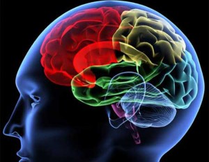 cerebro