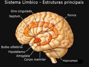 sistema_limbico