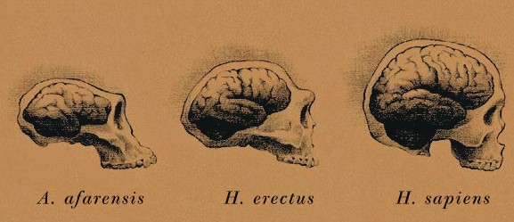 ¿Por qué somos más inteligentes que otros animales?