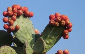 Opuntia