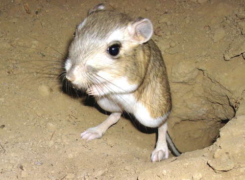 rata_canguro.jpeg