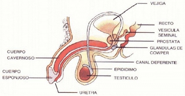 pene